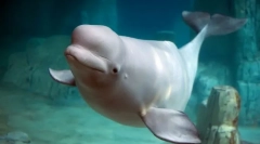 Belukha dolphin